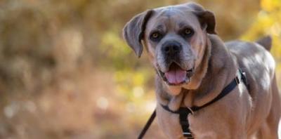 Tan dog wearing black harness