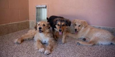 Two tan and white puppies and one black and tan puppy lying together on floor