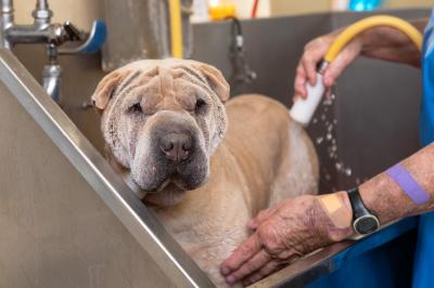 Fawkes the dog getting a bath in a sink
