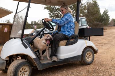 Fawkes the Shar-Pei standing in a golf cart with a person sitting next to her