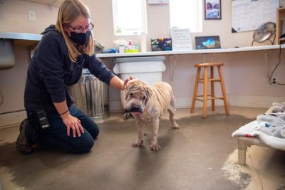 Person petting the head of Fawkes the Shar-Pei