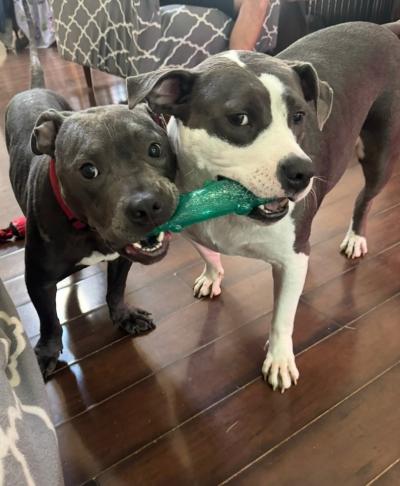 Gabriel the dog chewing on a green toy with another dog