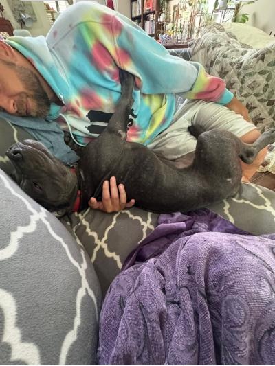 Gabriel the dog getting cuddles from a person