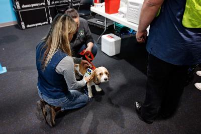 Person scanning a dog for a microchip at a Ruff Haven Crisis Sheltering clinic