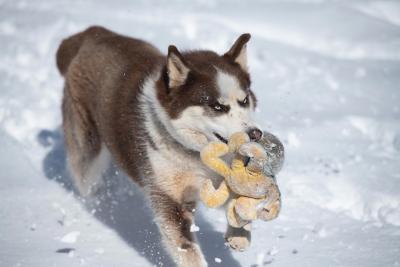Shiro the dog with a toy in his mouth running in the snow