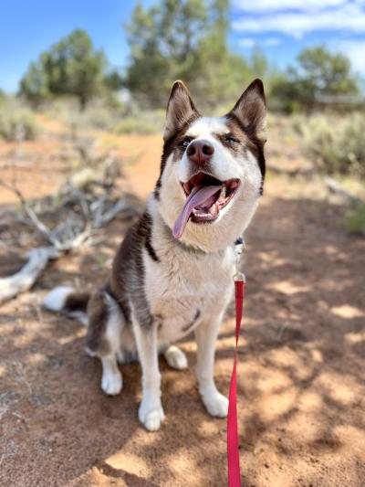 Shiro the dog outside on a leash with eyes closed and tongue out