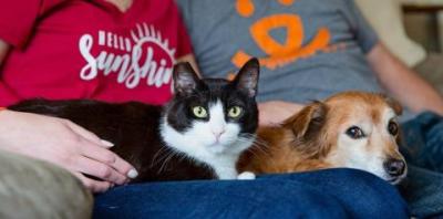 Black and white cat lying next to brown dog on people&#039;s laps