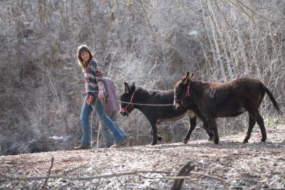 Shy leading both Annie and Coco the donkeys