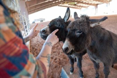 Shy pointing at Annie and Coco the donkeys