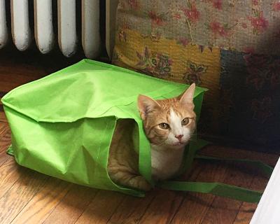 Willow the cat peeking out from a green, reusable bag