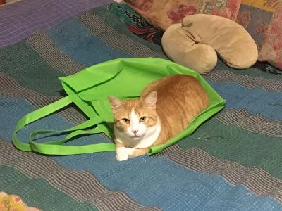 Willow the cat lying on a green bag