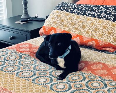 Kya the dog lying on bed
