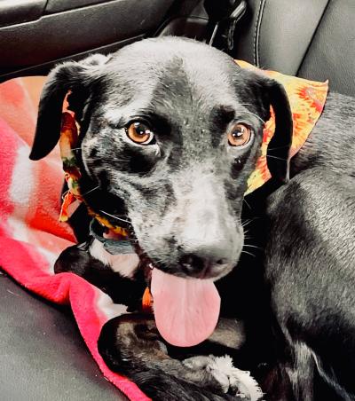 Kya the dog lying down with tongue out