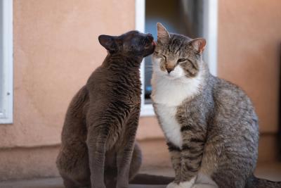 One cat grooming the face of another