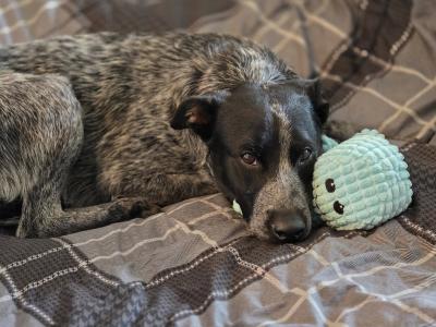 Boo the dog lying on a blanket with a toy
