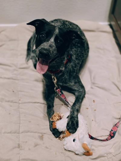 Boo the dog with tongue out, on a leash, holding a stuffed toy with his paws