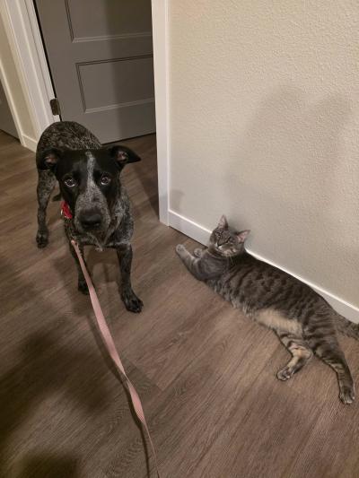 Boo the dog in a home on a leash beside a cat