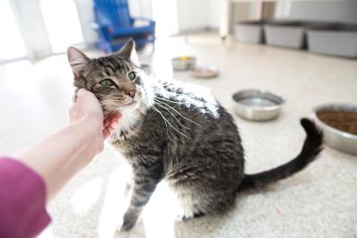 Person's hand petting the side of the face of Sipho the cat