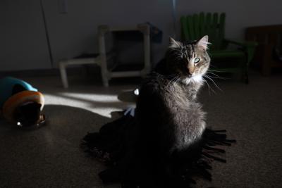 Sipho the cat in a sunbeam in a dark room