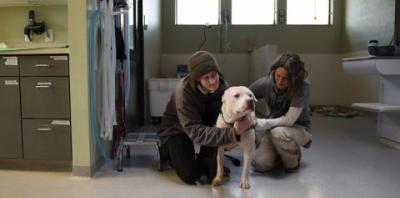 Vet examining white dog while person in beanie sits beside