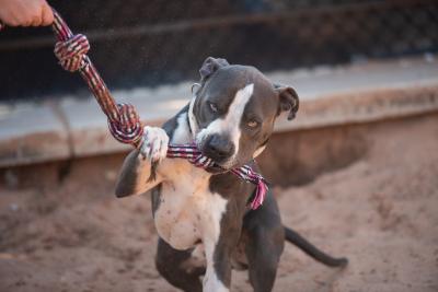 Slim the dog with his paw on a rope toy in his mouth that's being held by a person's hand
