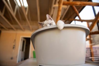Slinky the kitten peeking over the edge of the top of a plastic cat bed