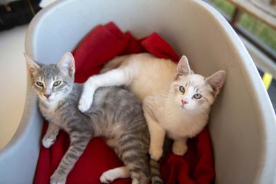 Slinky and Wuzzy the kittens lying beside each other in a bed