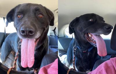 Two photos of Tuco the dog in a car with tongue out