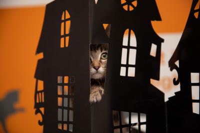 Kitten peeking out from an opening of cardboard painted as a haunted house