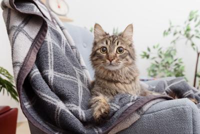 Cat lying on a blanket on a chair
