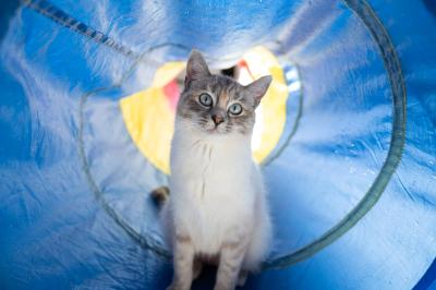 Cat in a blue play tunnel