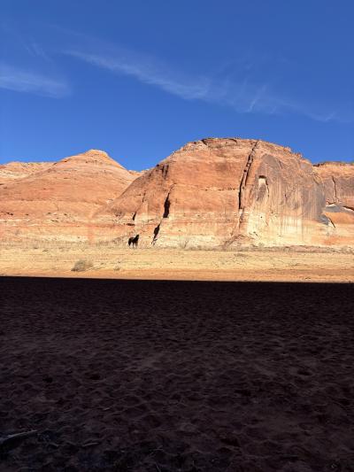 Solo the horse, alone and stranded with rock cliffs behind her