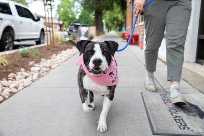 Person walking a dog wearing a pink bandanna outside on a sidewalk