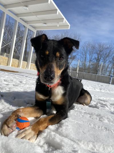 Dog lying outside in snow with a toy ball between her front legs