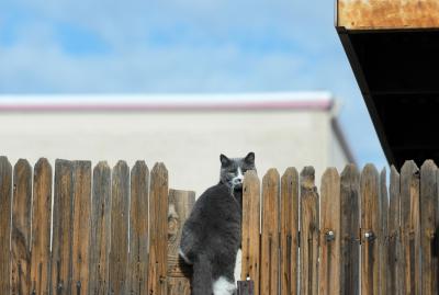 Gray and white community cat sitting on a wooden fence