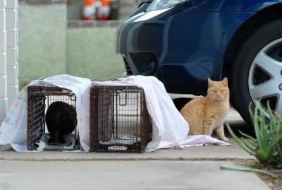 One community cat in and another community cat beside two sheet-covered humane traps