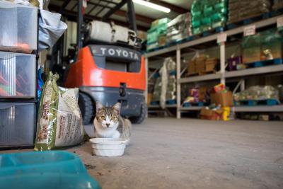 A community cat by a food bowl in a warehouse by a forklift or other type of machinery 