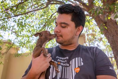 Chihuahua face-to-face with a person wearing a Puppies Aren't Products T-shirt