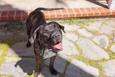 Henrietta the dog outside on stones with mouth open and tongue out