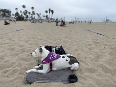 Spots lying on the beach, wearing a purple Adopt Me bandanna