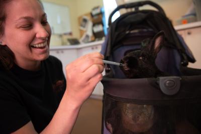 Torvi the rabbit in a stroller receiving some medication from a syringe from a smiling person