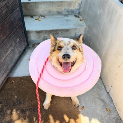 Steve the dog wearing a large pink protective cone