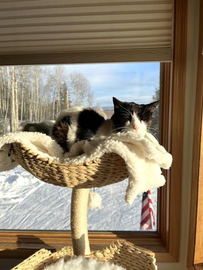 Stickers the cat lying on a perch next to a window