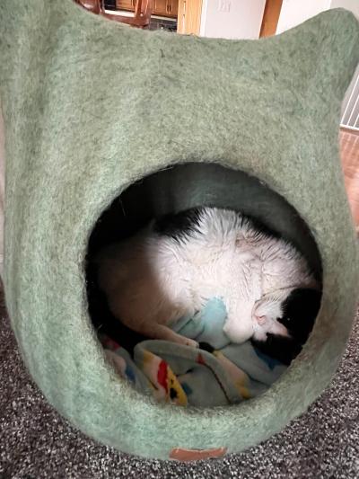 Stickers the cat sleeping in an enclosed cat bed