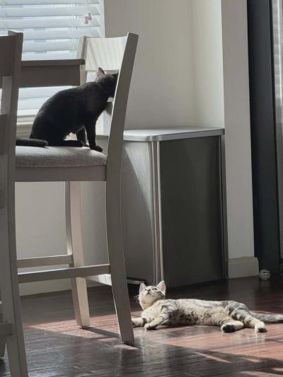 Storm the cat in her new home on a chair above Nova the cat