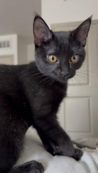 Storm the "mini panther" cat