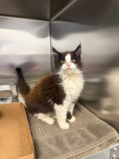 Black and white kitten from Rory to the Rescue in a kennel