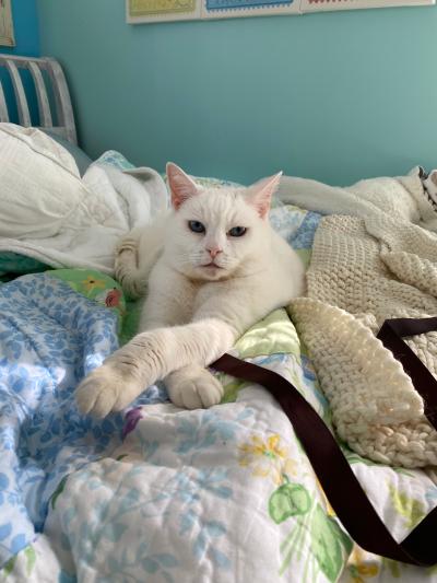 Sugar the cat lying on a bed with her front paws crossed