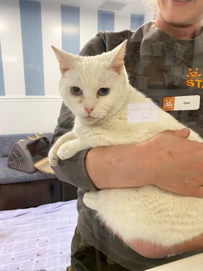 Best Friends staff member Orsi holding Sugar the cat