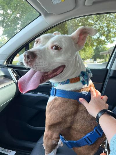 Happy dog with tongue out sitting in the passenger seat of a car with a person's hand on his back